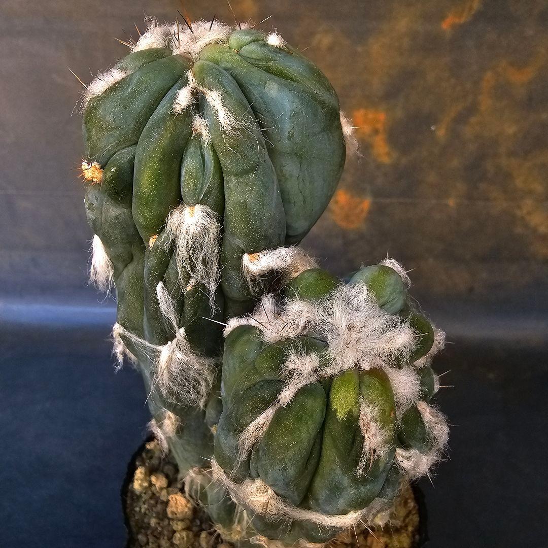 メルカリ便発送☆サボテン ピロソケレウス属 アズレウス モンスト