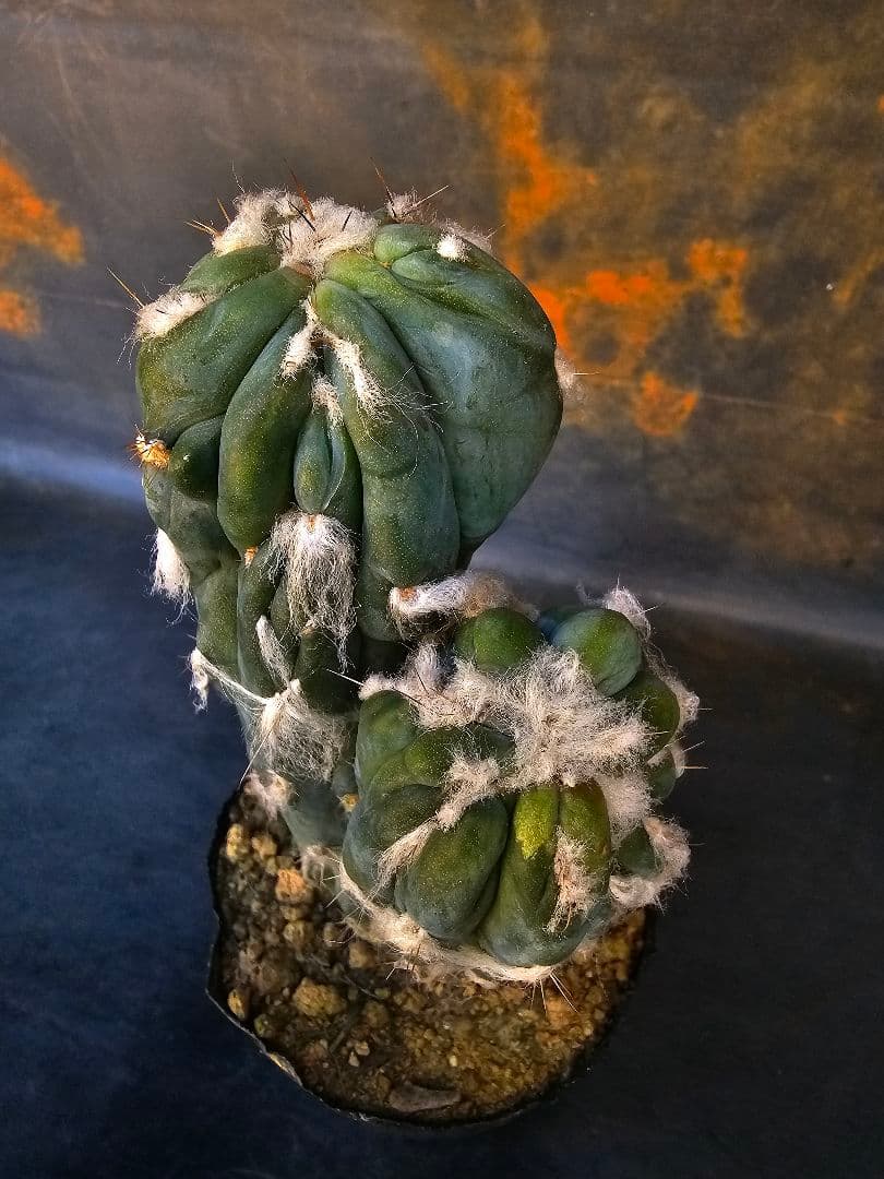 メルカリ便発送☆サボテン ピロソケレウス属 アズレウス モンスト