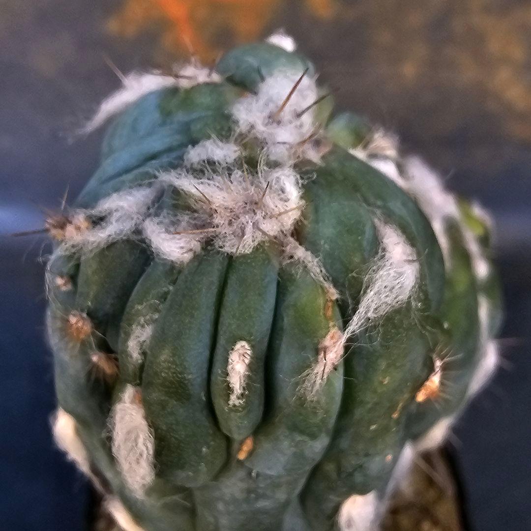 メルカリ便発送☆サボテン ピロソケレウス属 アズレウス モンスト