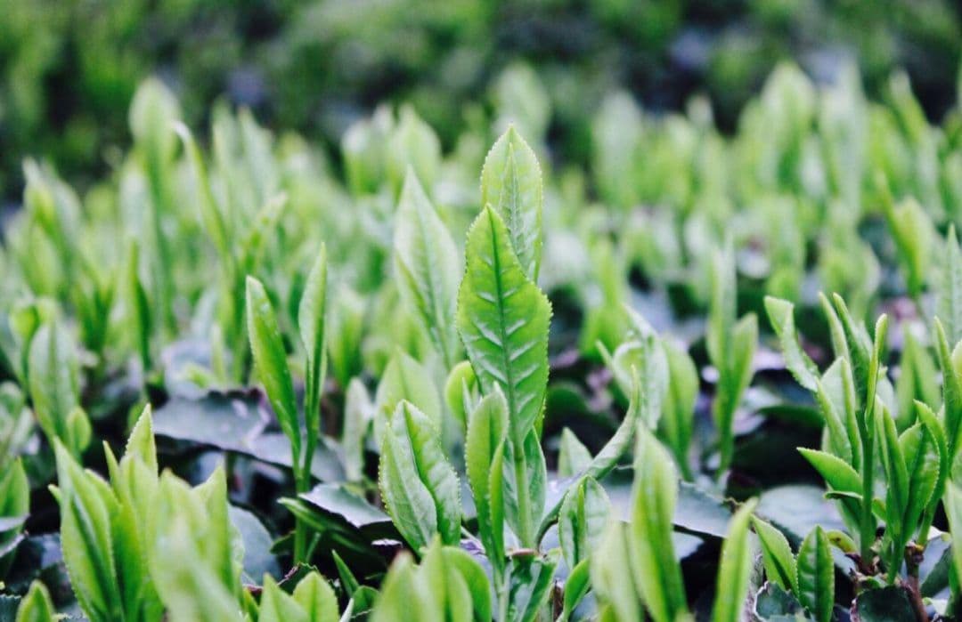 【もて茶って】宇治 抹茶１００g × １５袋　無糖　Uji Matcha