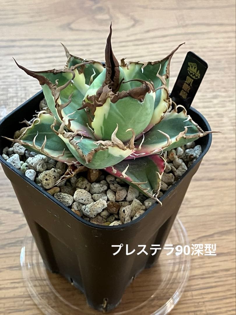 s*i様 【初売りオークション】114 選抜　アガベ　シーザー錦　白覆輪　TC