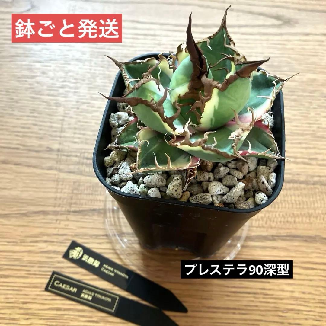 s*i様 【初売りオークション】114 選抜　アガベ　シーザー錦　白覆輪　TC