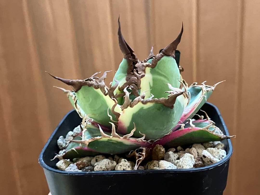 s*i様 【初売りオークション】114 選抜　アガベ　シーザー錦　白覆輪　TC