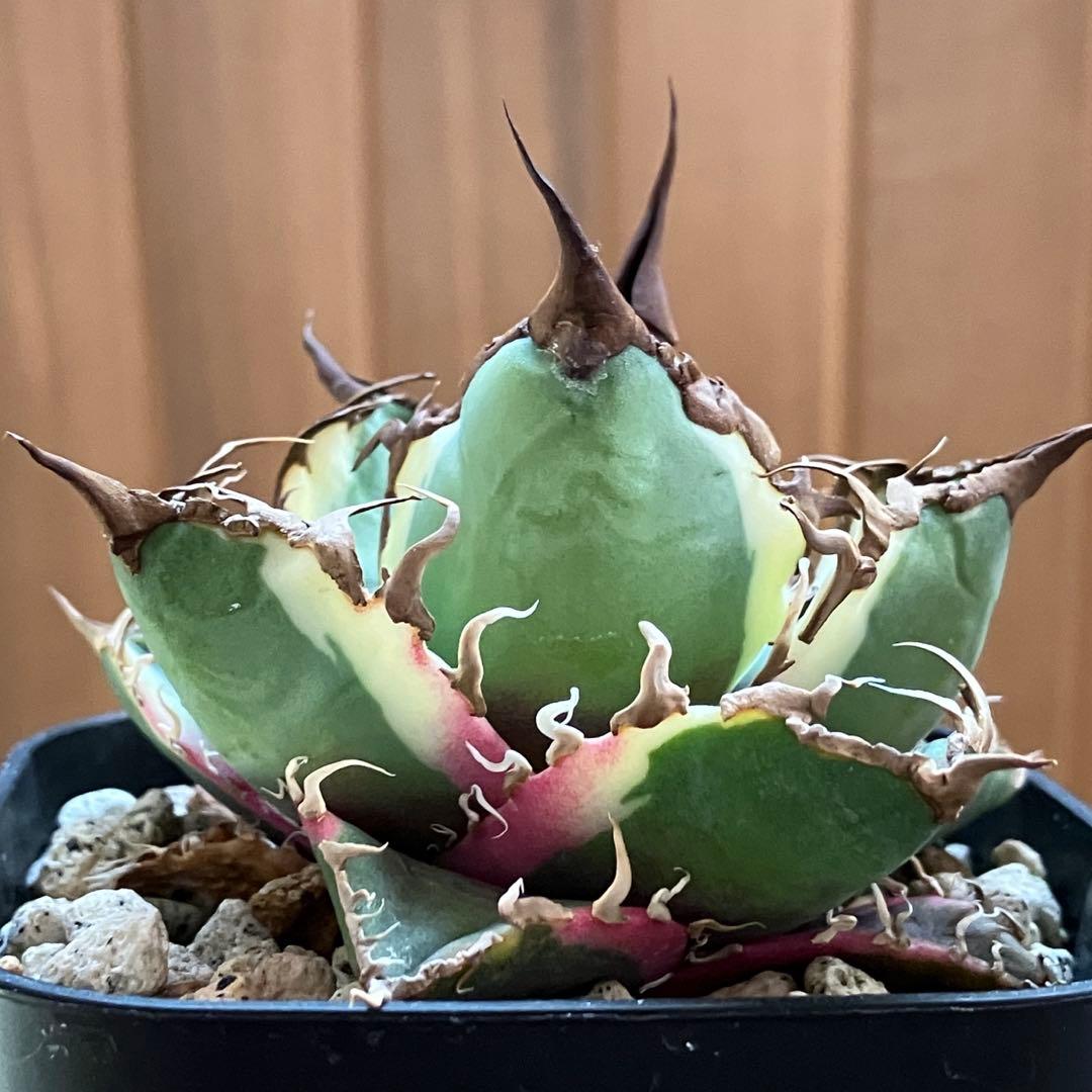 s*i様 【初売りオークション】114 選抜　アガベ　シーザー錦　白覆輪　TC