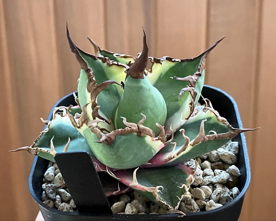 s*i様 【初売りオークション】114 選抜　アガベ　シーザー錦　白覆輪　TC