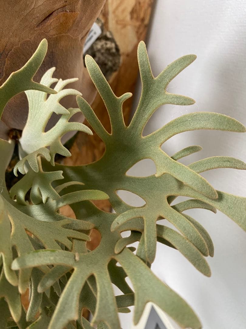 P. willinckii 'Elves エルブス 子株 OC