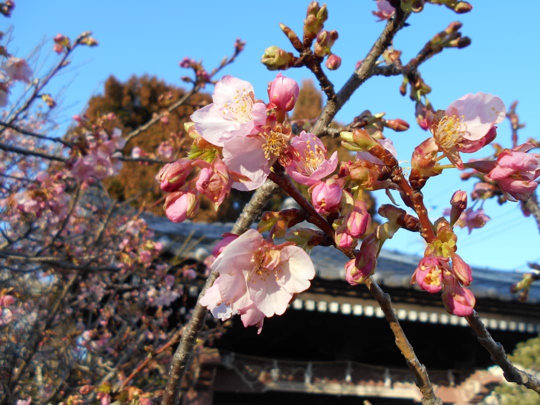 実写美⭕️【動作確認済】 Nikon COOLPIX L32