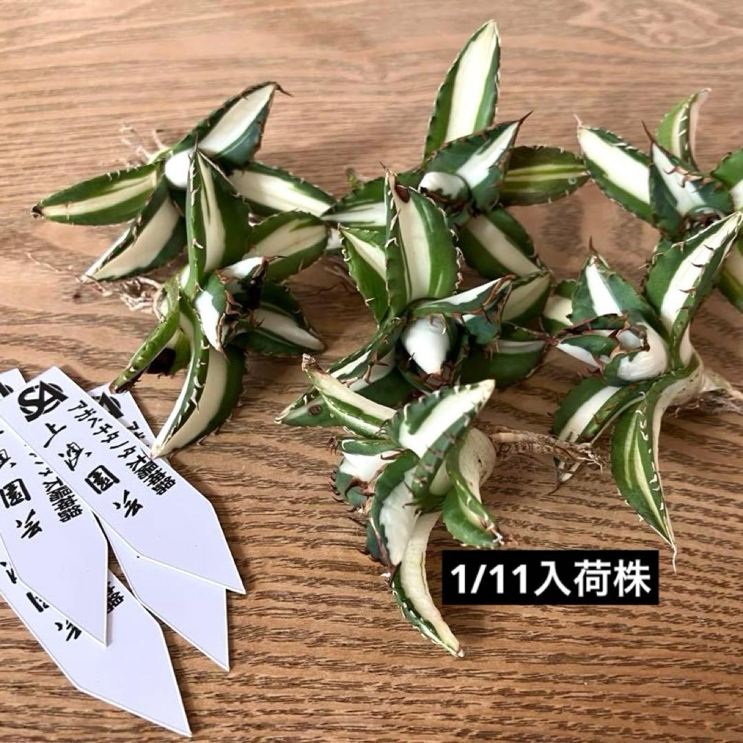 t*4様 【初売りオークション】93 選抜　強棘　アガベ　太陽神錦　白中斑　TC