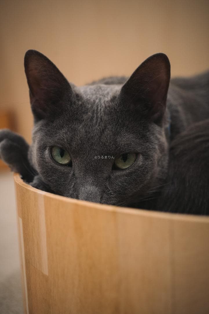 良品！星ボケ希少等倍マクロレンズ！Macro-Takumar 50mm F4