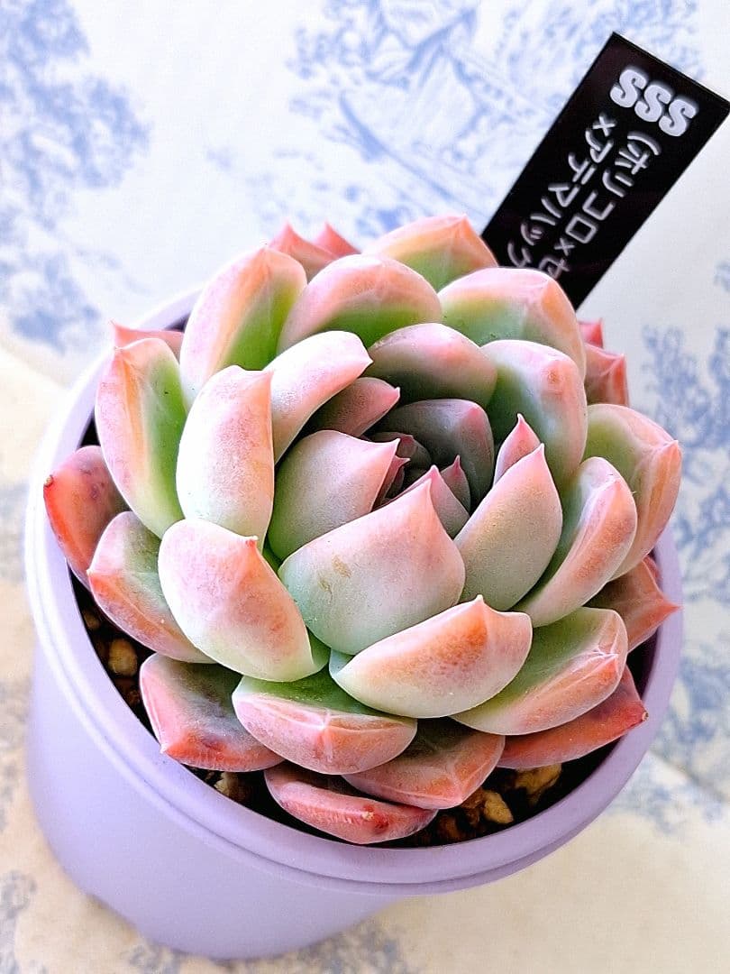 ꕤclara*様 リクエスト 7点 まとめ商品