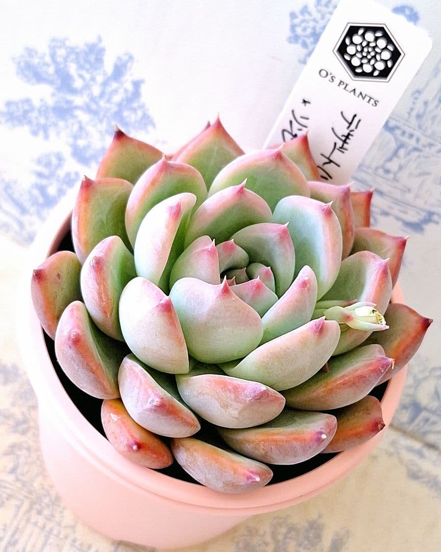 ꕤclara*様 リクエスト 7点 まとめ商品