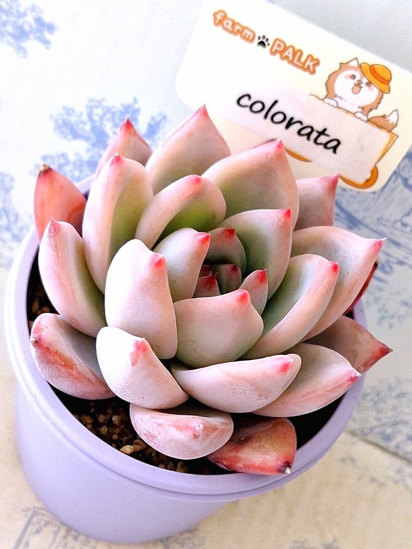 ꕤclara*様 リクエスト 7点 まとめ商品