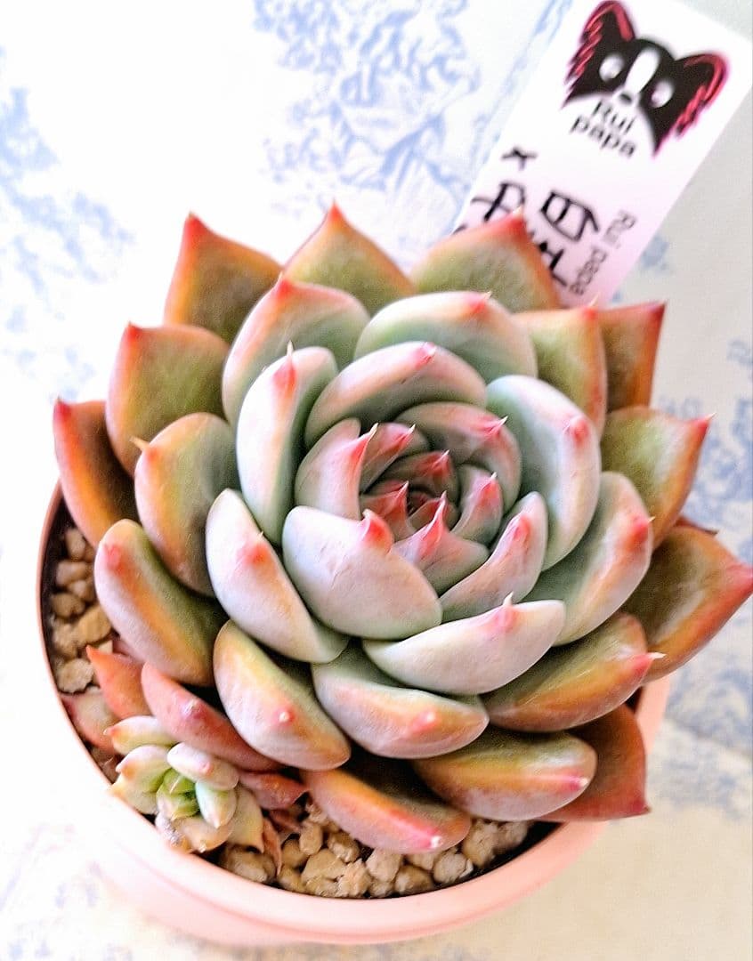 ꕤclara*様 リクエスト 7点 まとめ商品