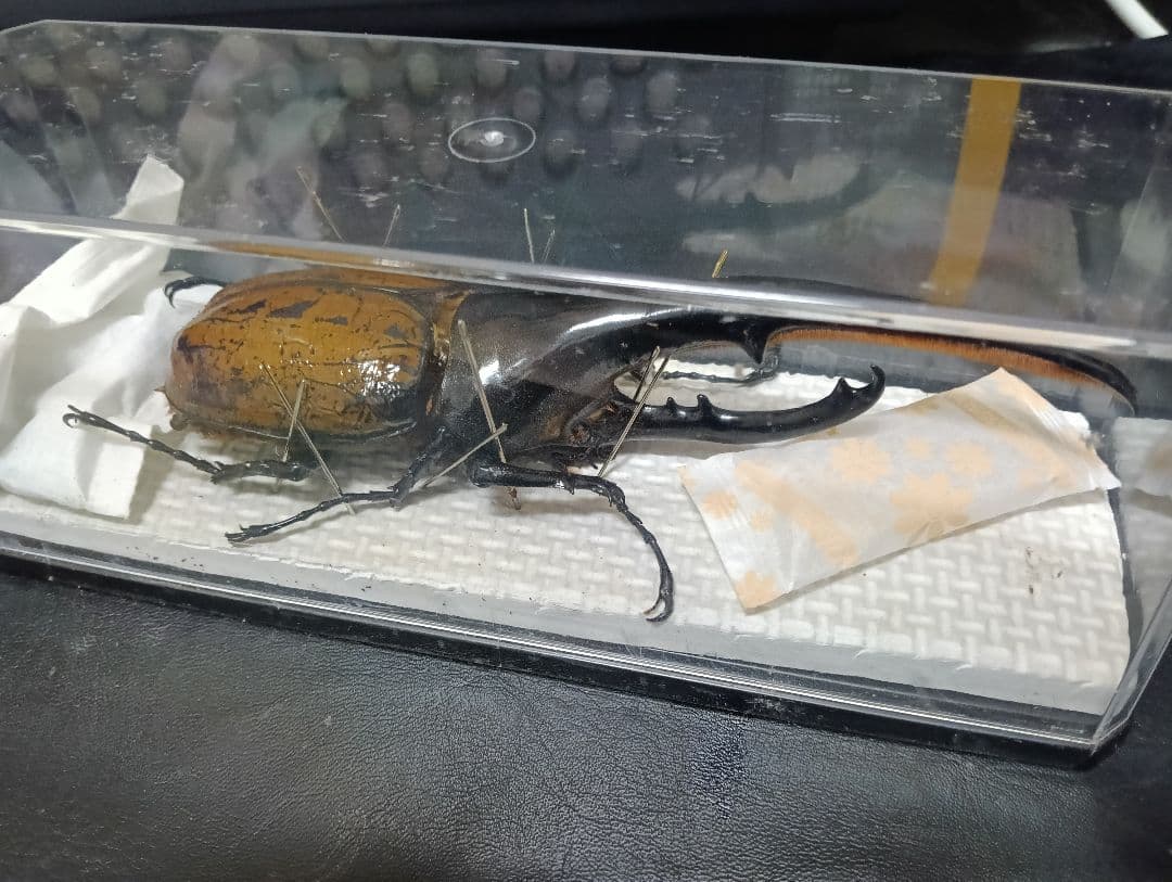昆虫標本 超大型血統ヘラクレスオオカブト雄163mm 美形