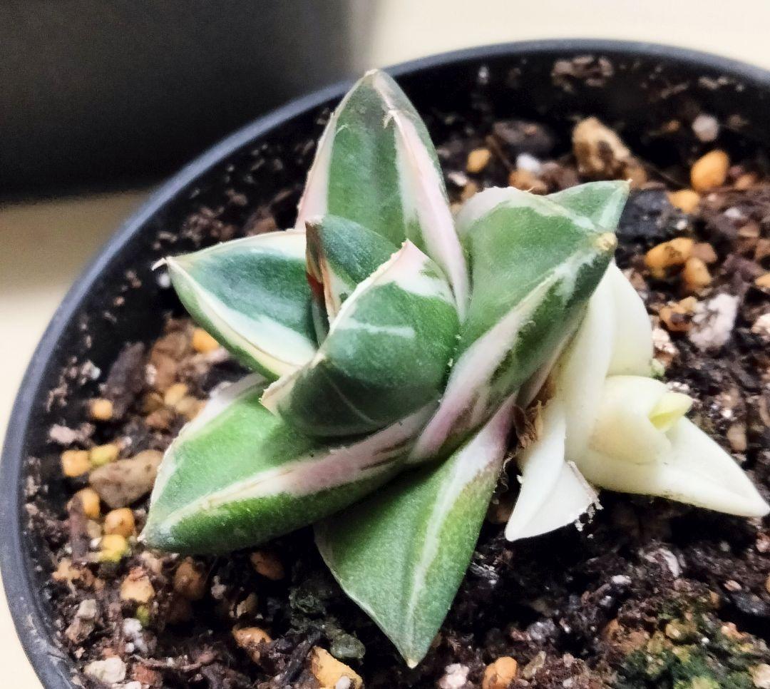 ラスト1株 子株付き 王妃笹の雪 A型 ピンキー 白覆輪斑 鉢ごと発送 美白覆輪