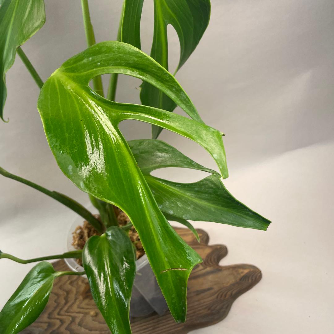 R*4様 a105モンステラ バールマルクスフレーム