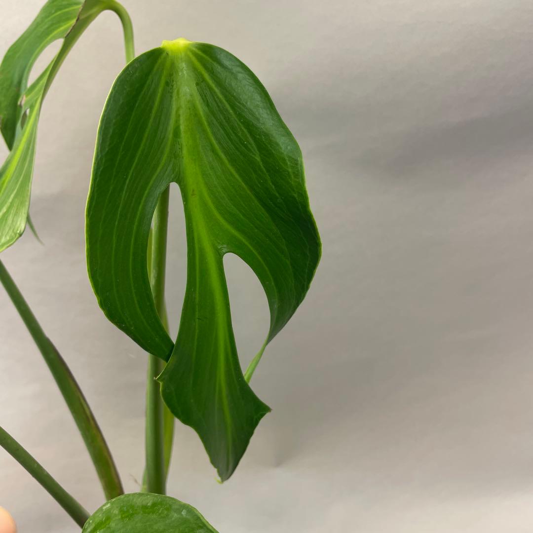 R*4様 a105モンステラ バールマルクスフレーム