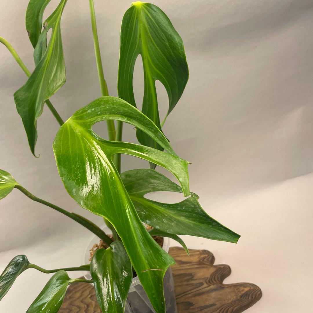 R*4様 a105モンステラ バールマルクスフレーム