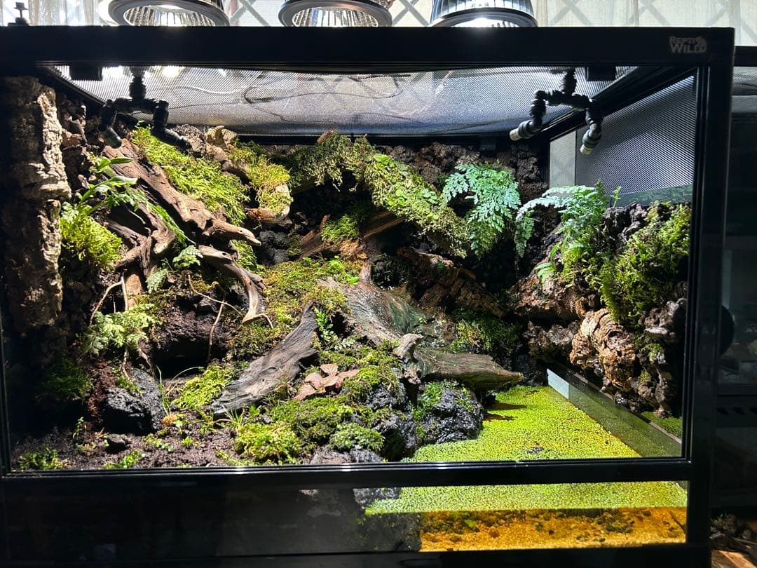 テラリウム　レイアウト品　イモリウム