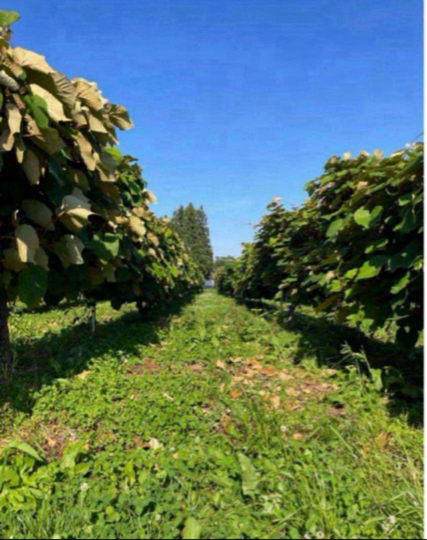 招き猫★完熟糖度22度岩手県産山ぶどう原液ジュース360ml10本