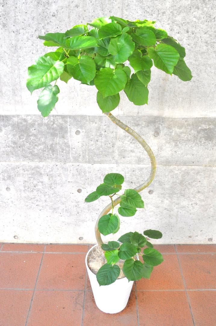 フィカス ウンベラータ 10号150cm S-shaped tree form