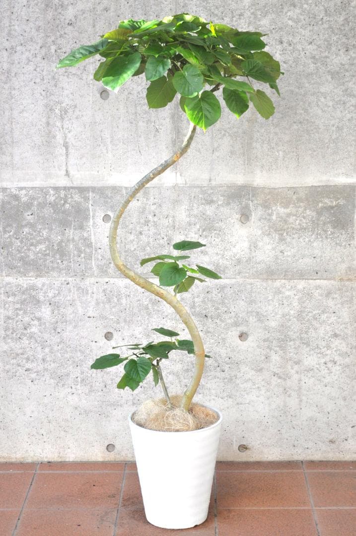 フィカス ウンベラータ 10号150cm S-shaped tree form