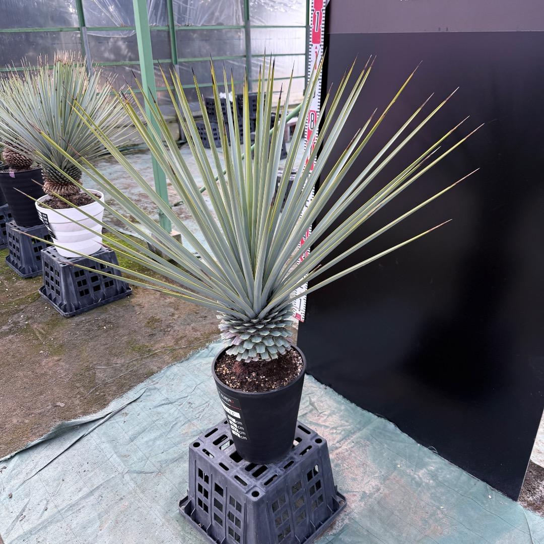 【AL1155】ユッカ　リギダ