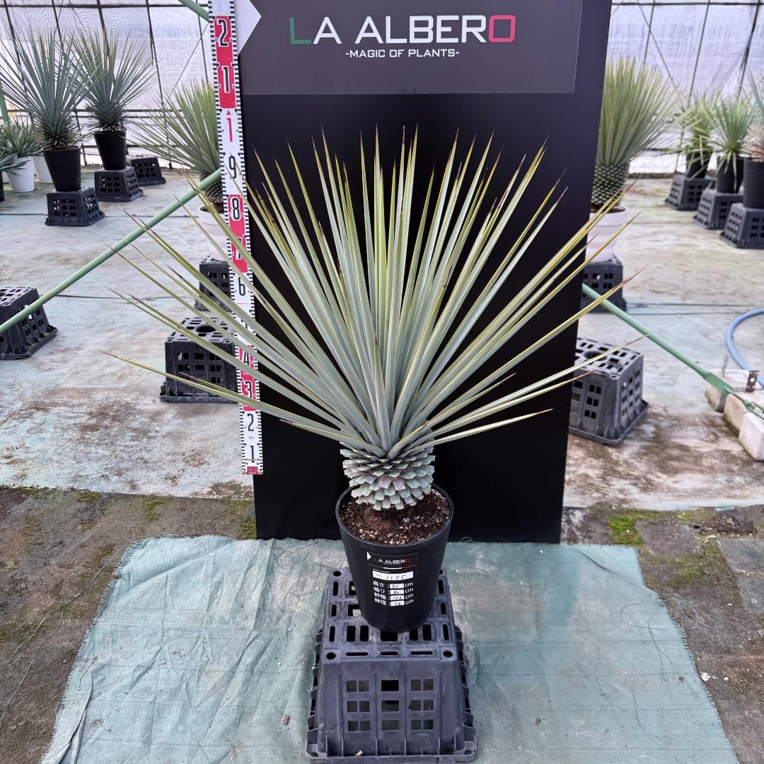 【AL1155】ユッカ　リギダ