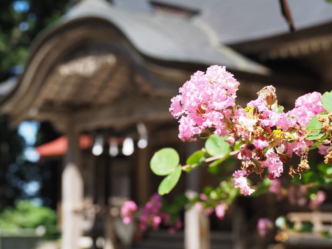 OLYMPUS E-PL10 ブラウン EZダブルズームキット