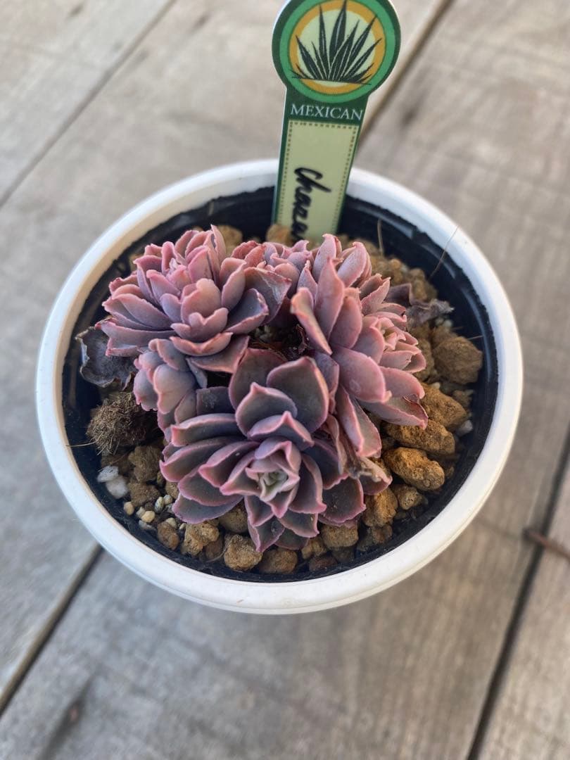 リクエスト　5頭群生　原種　チャザロイ　Chazaroi エケベリア