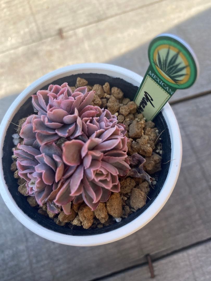 リクエスト　5頭群生　原種　チャザロイ　Chazaroi エケベリア