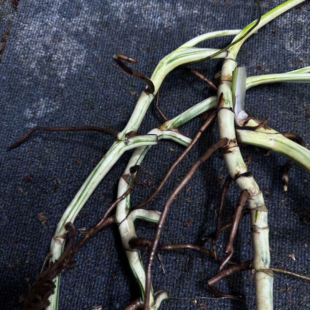 な*え様 斑入りモンステラホワイトタイガー大茎5株おまとめ