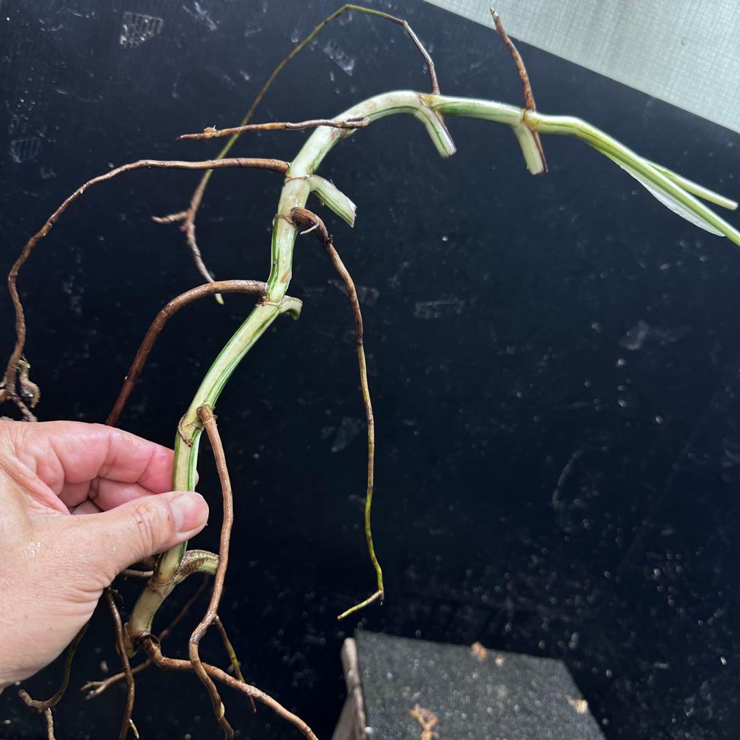 な*え様 斑入りモンステラホワイトタイガー大茎5株おまとめ