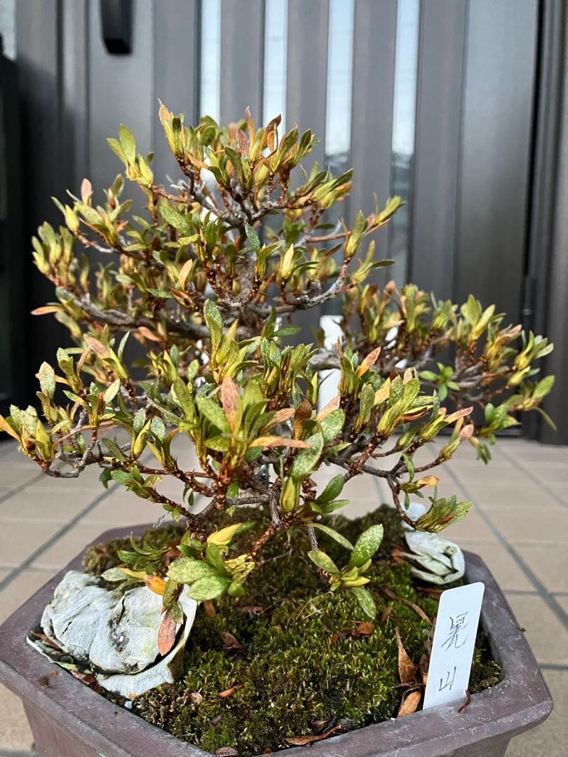 カエルのお兄さん専用◉皐月盆栽　晃山　極上品と金属製カニの工芸品 3個セット