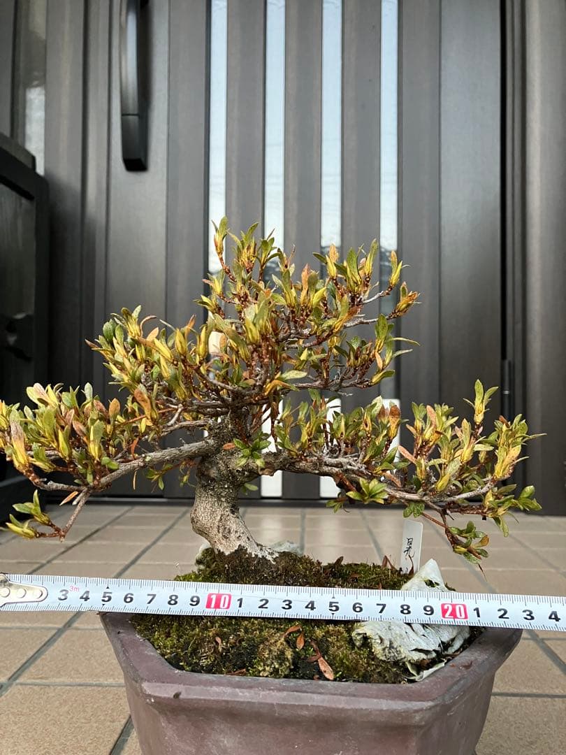 カエルのお兄さん専用◉皐月盆栽　晃山　極上品と金属製カニの工芸品 3個セット