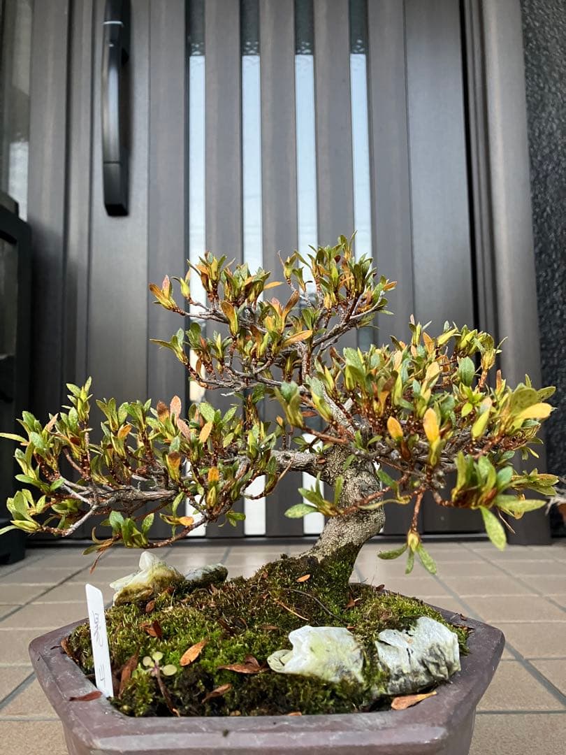 カエルのお兄さん専用◉皐月盆栽　晃山　極上品と金属製カニの工芸品 3個セット