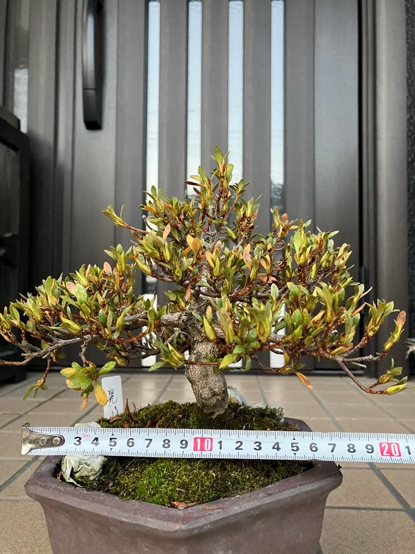 カエルのお兄さん専用◉皐月盆栽　晃山　極上品と金属製カニの工芸品 3個セット