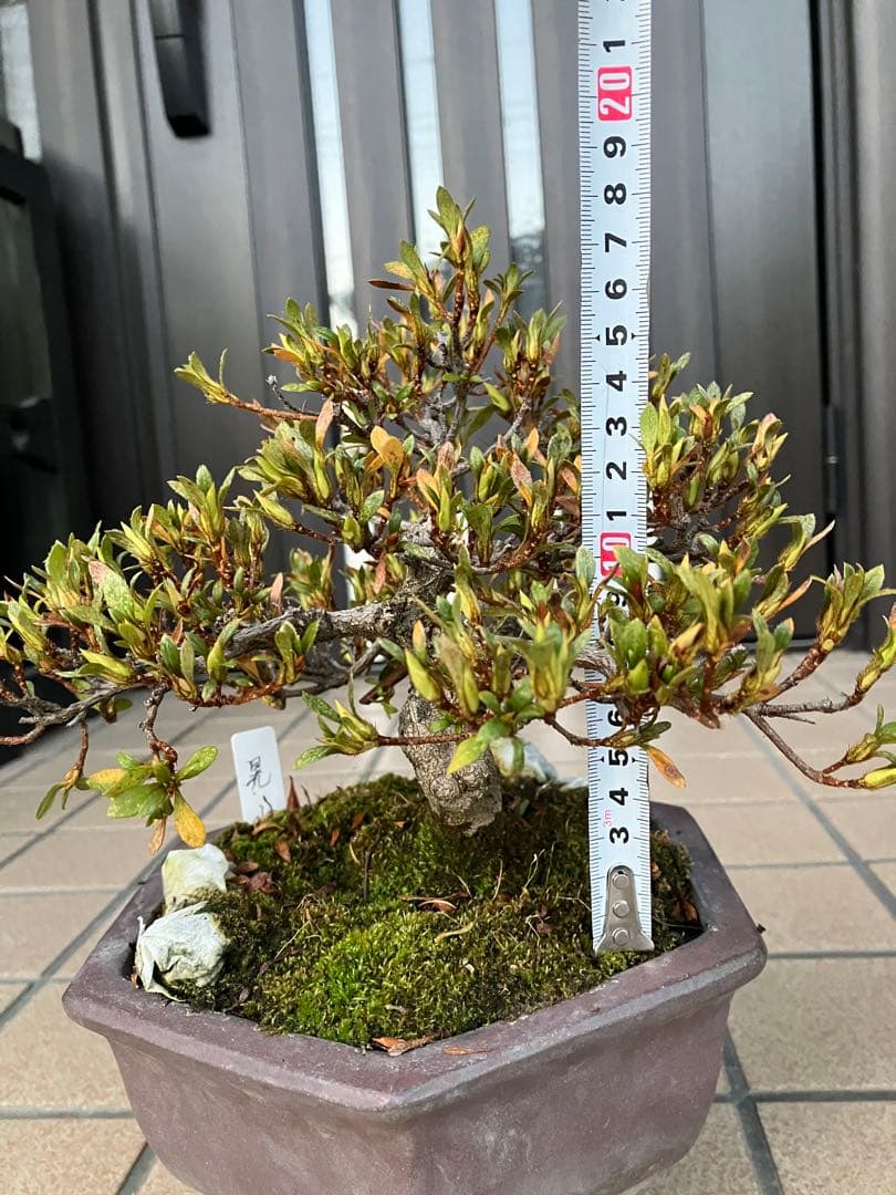 カエルのお兄さん専用◉皐月盆栽　晃山　極上品と金属製カニの工芸品 3個セット