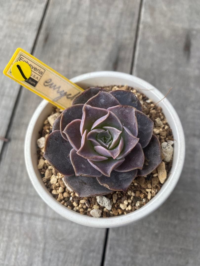 ① 希少丸葉タイプ　エリキュラミス