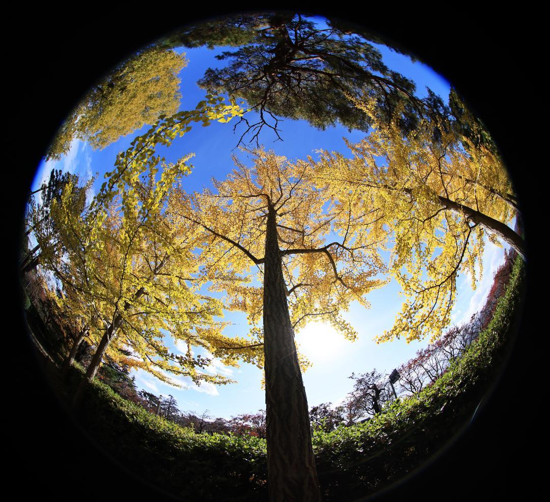 Canon EF8-15mm F4L フィッシュアイ USM