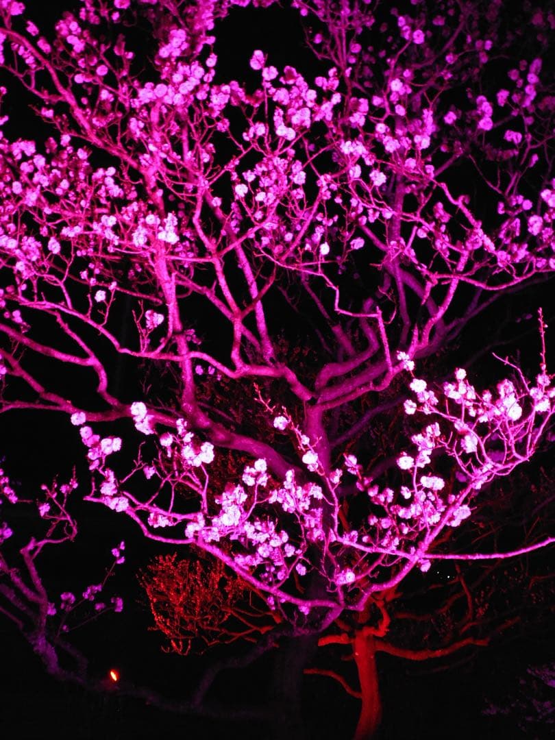 LUMIX DMC-FH10 ブラック