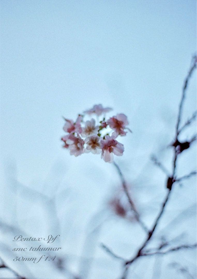 ★入門に！ペンタックスSPF/タクマーf1.4★初期保証＊作例多数＊美品＊完動品