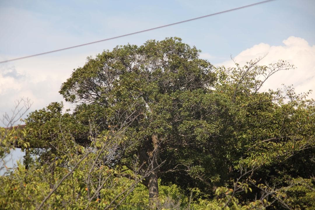 レンズ(単焦点) CANON NEW FD 100mm f/2.8 #7622