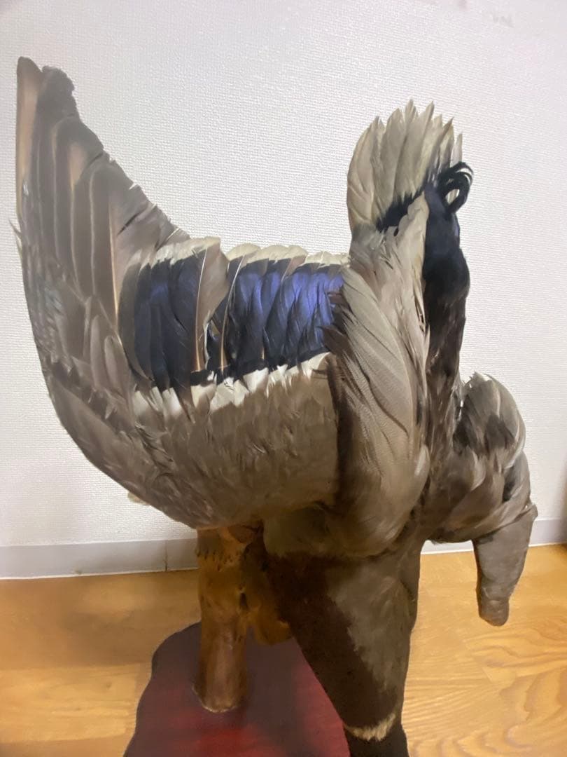 リアル剥製（本物）マガモ／カモ 剥製 木製台座付き