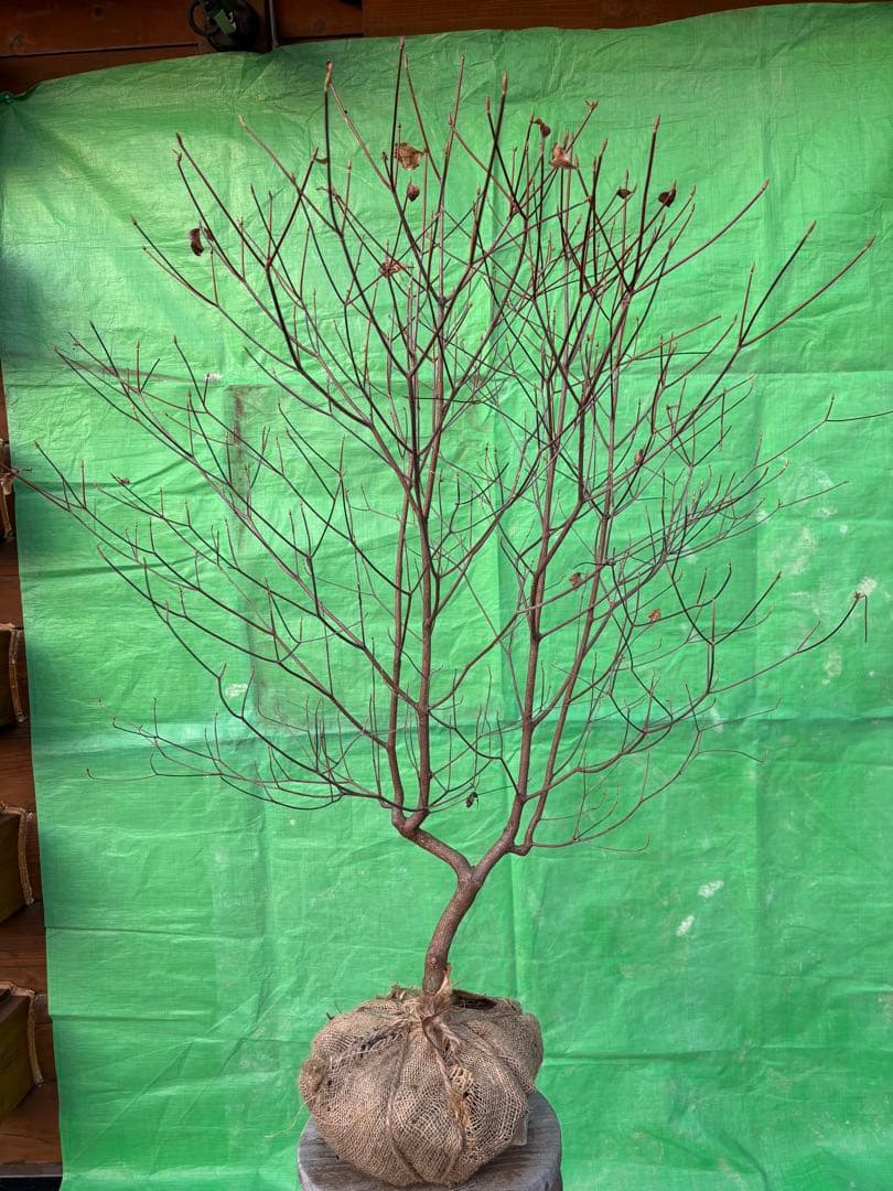 シロヤシオツツジ