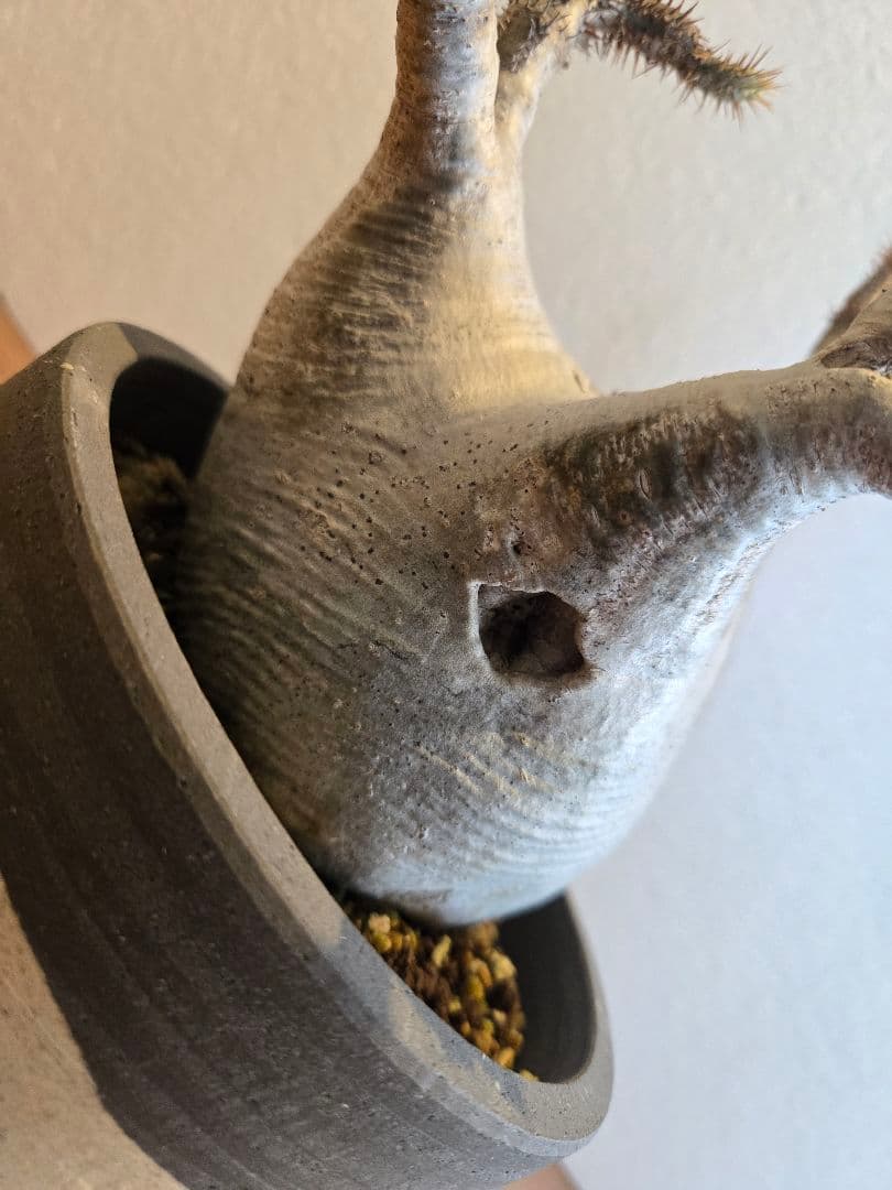 グラキリス　塊根植物 多枝状 幹に穴あり