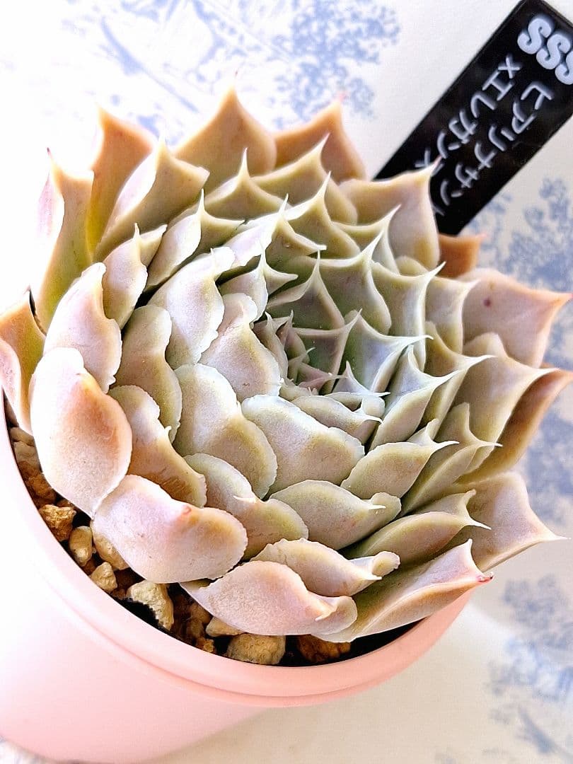 ヒアリナサントドミンゴ×エレガンスラパス札付きポットごとメルカリ便SSSさん苗