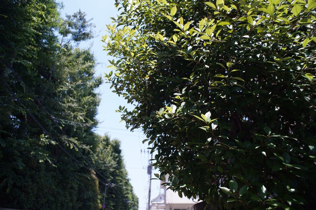 希少 AUTO mamiya sekor 28mm f2.8 M42