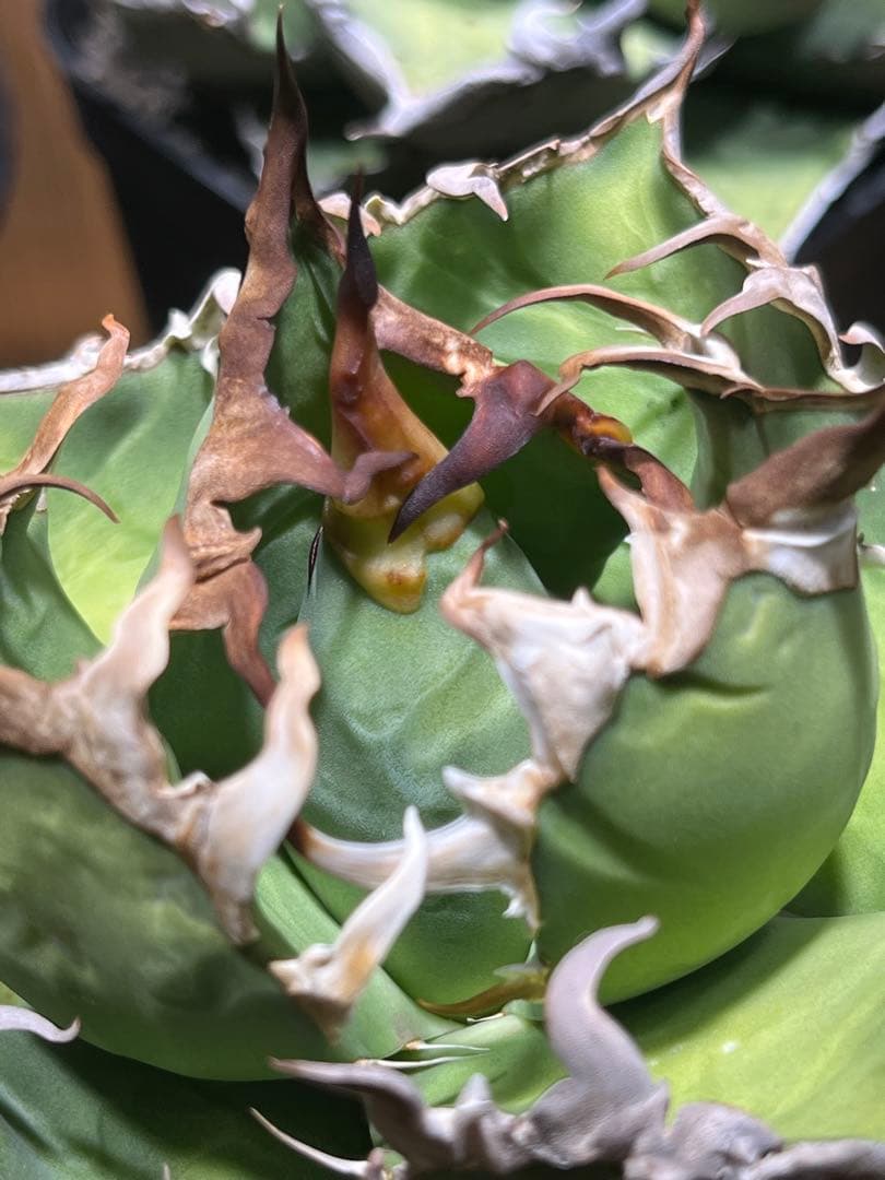 アガベ チタノタ シーザー 凱徹 台湾産