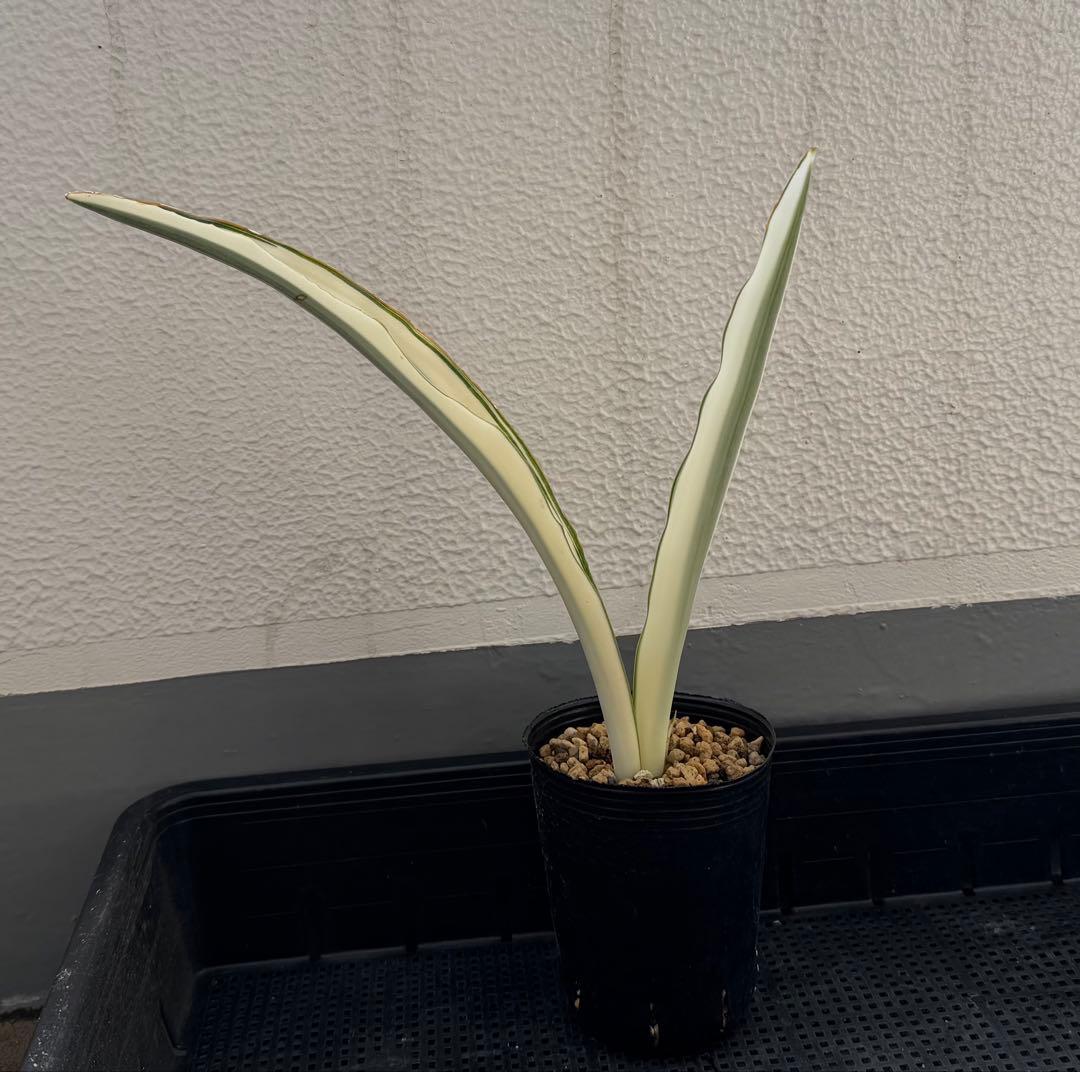 美株　希少　サンスベリアビューティークイーン　レア　鉢ごと　メルカリ便②